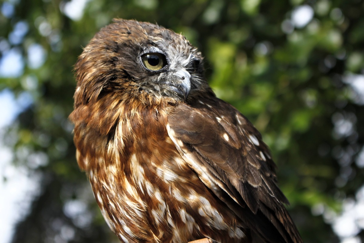Owl … Huby Birds of Prey